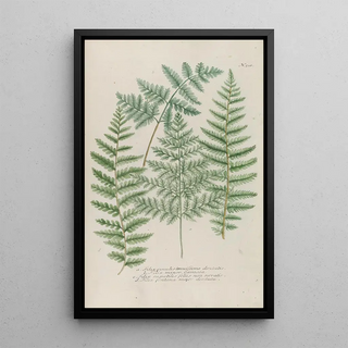 Johann Wilhelm Weinmann - Phytanthoza iconographia Pl233.webp