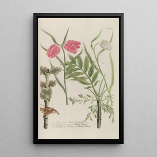 Johann Wilhelm Weinmann - Phytanthoza iconographia Pl238.webp