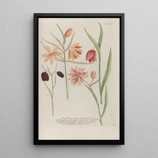 Johann Wilhelm Weinmann - Phytanthoza iconographia Pl240.webp