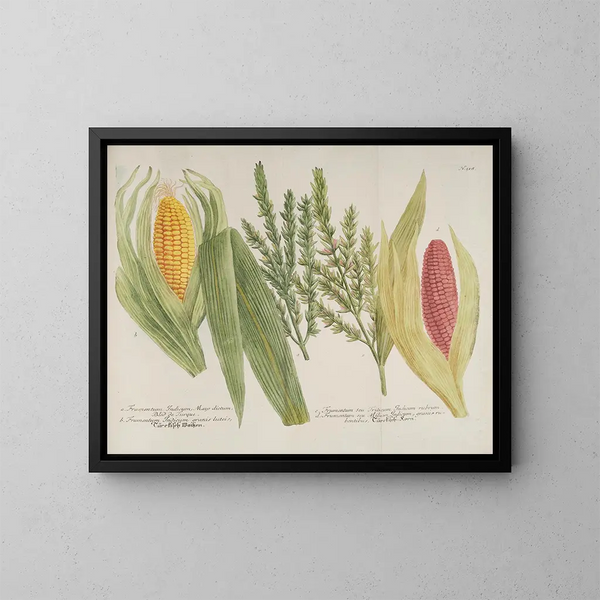 Phytanthoza iconographia Pl241 - Johann Wilhelm Weinmann — cuadro enmarcado en la pared