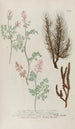 Phytanthoza iconographia Pl242 - Johann Wilhelm Weinmann — vista de la obra