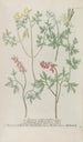 Phytanthoza iconographia Pl243 - Johann Wilhelm Weinmann — vista de la obra
