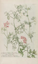 Phytanthoza iconographia Pl244 - Johann Wilhelm Weinmann — vista de la obra