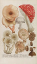 Phytanthoza iconographia Pl245 - Johann Wilhelm Weinmann — vista de la obra