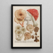 Phytanthoza iconographia Pl245 - Johann Wilhelm Weinmann — cuadro enmarcado en la pared