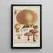 Phytanthoza iconographia Pl246 - Johann Wilhelm Weinmann — framed artwork on a wall