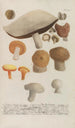 Phytanthoza iconographia Pl247 - Johann Wilhelm Weinmann — artwork view