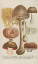 Phytanthoza iconographia Pl248 - Johann Wilhelm Weinmann — vista de la obra