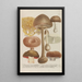 Phytanthoza iconographia Pl248 - Johann Wilhelm Weinmann — cuadro enmarcado en la pared