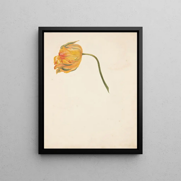 Johanna Fosie - Studie af gul tulipan.webp