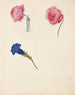 Study of the Lily Rose and the Flower of Bl - Johanna Fosie — artwork view