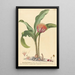 Haemanthus - Johannes Jacob Haid — framed artwork on a wall