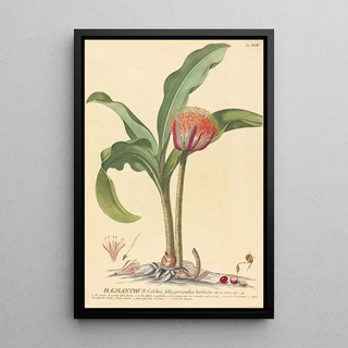 Johannes Jacob Haid - Haemanthus.webp