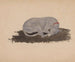Perro dormido - Johannes Tavenraat — vista de la obra
