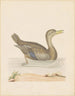 Canard rouan - John Abbot — vista de la obra