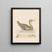 Canard rouan - John Abbot — cuadro enmarcado en la pared