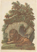 El león - John Baptist Jackson — vista de la obra