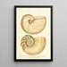 Enciclopedia londinensis Conchyliologie Pl 02 - John Chapman — cuadro enmarcado en la pared