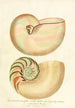 Enciclopedia londinensis Conchyliologie Pl 02 - John Chapman — vista de la obra