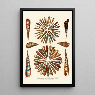 John Chapman - Encyclopaedia londinensis Conchology Pl 11.webp