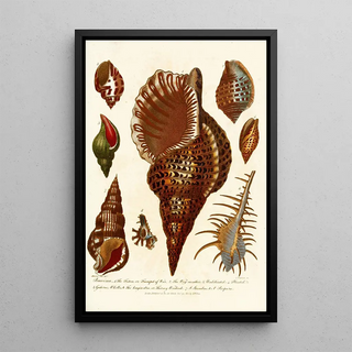 John Chapman - Encyclopaedia londinensis Conchology Pl 12.webp