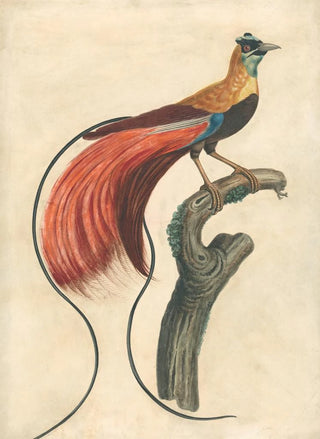 John Collet - RedPlumed BirdofParadise Paradisea Apoda Raggiana Southeastern New Guinea.webp