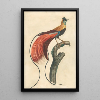 John Collet - RedPlumed BirdofParadise Paradisea Apoda Raggiana Southeastern New Guinea.webp