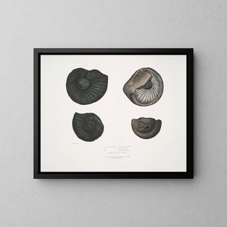 John Edward Gray - 1 2 Ammonites Nepaulensis 3 Ammonites Wallichii 4 Ammonites tenuistnata.webp