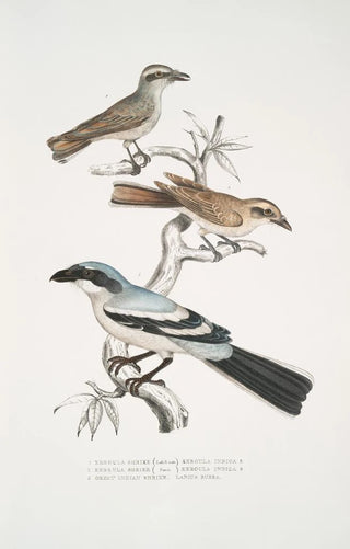 John Edward Gray - 1 2 Keroula Shrike Keroula Indica 1 Male 2 Female 3 Great Indian Shrike Lanius Burra.webp