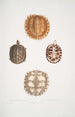 2 Tortuga espinosa Emys spinos 3 4 Tortuga caja de Amborna Cistuda amboinensis - John Edward Gray — vista de la obra