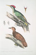 Pic de l'Almorah Picus dimidiatus 2 Pic indien roux Picus rufus - John Edward Gray — vista de la obra