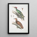 Pic de l'Almorah Picus dimidiatus 2 Pic indien roux Picus rufus - John Edward Gray — cuadro enmarcado en la pared