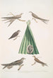 Martinet de Balassie Cypselus palmarum 1a Macho 1b Hembra 1c Joven 1d Nido 2 Martinet aliado Cypselus affinis - John Edward Gray — vista de la obra