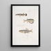 Magnificent Diplopterus Diplopterus pulcher Natural size 2 Smooth-headed Tetraodon Tetraodon leiopleura Indian Ocean - John Edward Gray — framed artwork on a wall