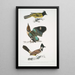 Brachype with black head Brachypus melanocephalus 2 Short-tailed Pitta Pelta Pitta brachyura - John Edward Gray — framed artwork on a wall