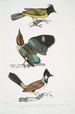 Brachype with black head Brachypus melanocephalus 2 Short-tailed Pitta Pelta Pitta brachyura - John Edward Gray — artwork view
