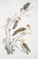 Pic marrón Picus Molluccensis Macho y Hembra 2 Pic Mahratta Picus Mahrattensis Macho y Hembra - John Edward Gray — vista de la obra