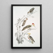 Pic marrón Picus Molluccensis Macho y Hembra 2 Pic Mahratta Picus Mahrattensis Macho y Hembra - John Edward Gray — cuadro enmarcado en la pared