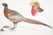 Faisán a collar chino Phasianus torquatus 2 Cabeza del faisán dorado común Chrysolophus pictus - John Edward Gray — vista de la obra