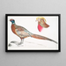 Faisán a collar chino Phasianus torquatus 2 Cabeza del faisán dorado común Chrysolophus pictus - John Edward Gray — cuadro enmarcado en la pared
