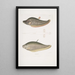 Chitala Mystus Mystus Chitala 2 Kapirat Mystus Mystus Kapirat - John Edward Gray — cuadro enmarcado en la pared