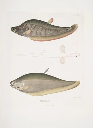 John Edward Gray - 1 Chitala Mystus Mystus Chitala 2 Kapirat Mystus Mystus Kapirat.webp