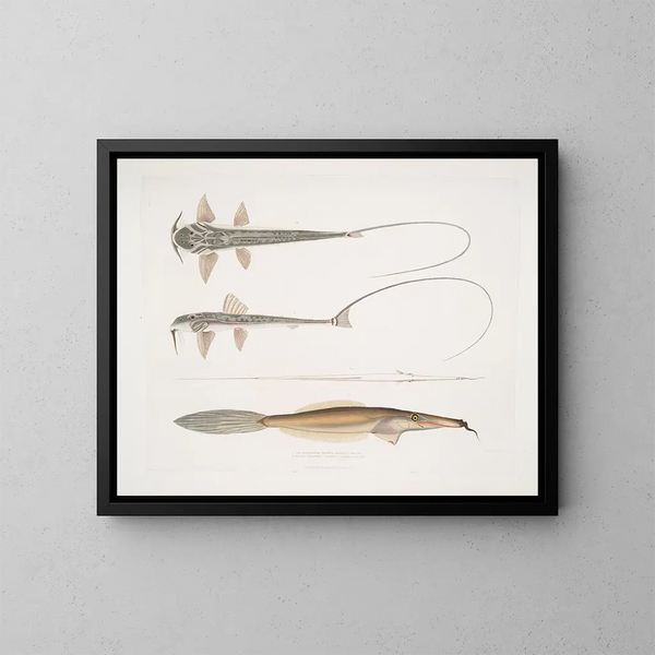 Serpiente de cascabel de entrenador Sisor Sisor Rabdophorus Janma Pez de red barbuda Balistes Anacanthus barbatus - John Edward Gray — cuadro enmarcado en la pared