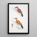 Pic cramoisi Picus mineatus 2 Pic indien à trois doigts Picus Tiga 3 Une tête de femelle - John Edward Gray — framed artwork on a wall