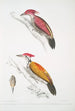 Pic cramoisi Picus mineatus 2 Pic indien à trois doigts Picus Tiga 3 Une tête de femelle - John Edward Gray — artwork view