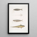 Acanthonote Painting by Cuvier Silurus Acanthonotus Cuvieri 2 Ailia of Bengal Malapterus Ailia Bengalensis - John Edward Gray — framed artwork on a wall