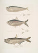 Aries without fins Ramcarata Apterygia Ramacarata 2 Chapra Shad Alosa Chapra 3 Long-jawed Herring of Hamilton Thrissa Hamiltonii - John Edward Gray — artwork view
