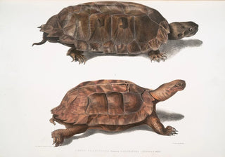 John Edward Gray - 1 Flat Backed Terrapin Emys platynotha 2 Spinose Land Terrapin Geoemyda spinosa.webp
