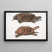 Tortue à dos plat Emys platynotha 2 Tortue terrestre épineuse Geoemyda spinosa - John Edward Gray — framed artwork on a wall