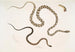 Gocool Dipsas Dipsus Dipsas Gocool 2 Lycodon with black head Lycodon melanocephalus - John Edward Gray — artwork view